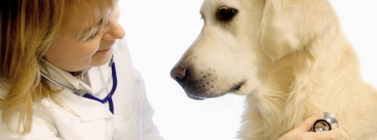 Specialty Business Insurance-Veterinarian Endorsement